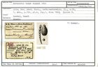 Karteikarte zum Syntyp von Nodosaria exima Karrer, 1868